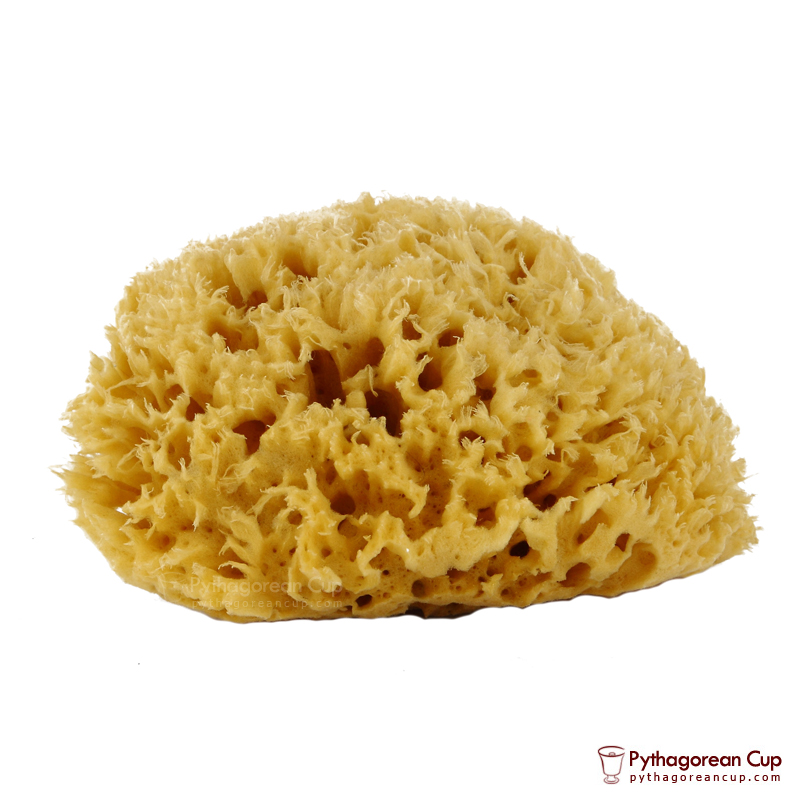 natural-sea-sponge.jpg